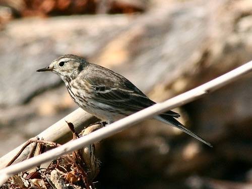 American Pipit by NatureShutterbug is licensed under CC BY 2.0